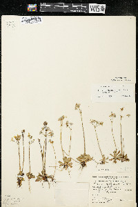 Primula mistassinica image