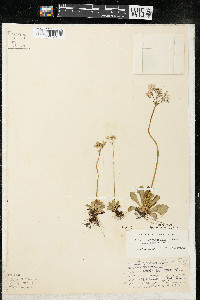 Primula mistassinica image