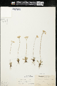 Primula mistassinica image