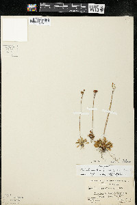 Primula mistassinica image