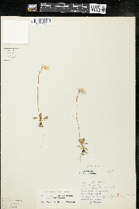 Primula mistassinica image