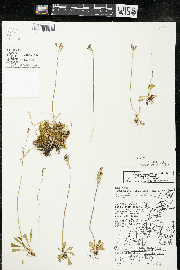 Primula mistassinica image