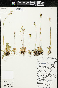 Primula mistassinica image