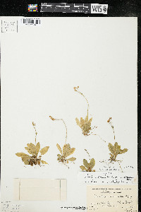 Primula mistassinica image