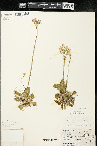 Primula mistassinica image