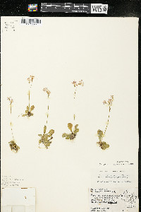 Primula mistassinica image