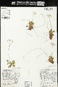 Primula mistassinica image