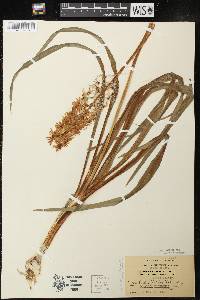 Camassia scilloides image