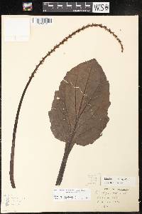 Plantago cordata image