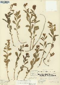 Geocaulon lividum image