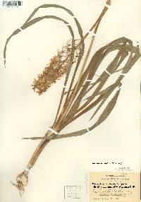 Camassia scilloides image