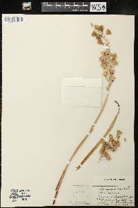 Camassia scilloides image