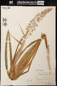 Camassia scilloides image