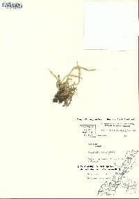 Selaginella selaginoides image