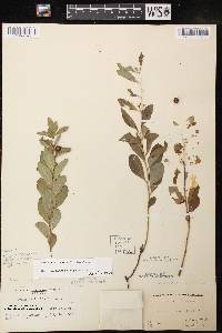 Geocaulon lividum image