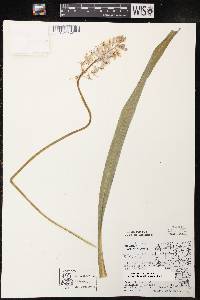 Camassia scilloides image