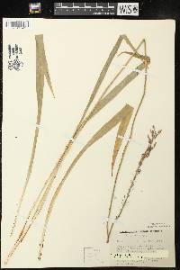 Camassia scilloides image