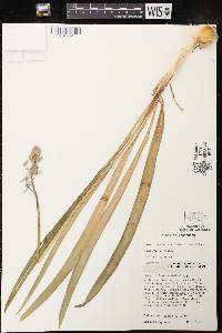 Camassia scilloides image