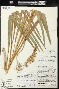 Camassia scilloides image