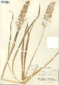 Camassia scilloides image