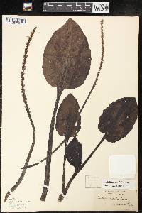 Plantago cordata image