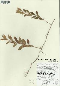 Geocaulon lividum image