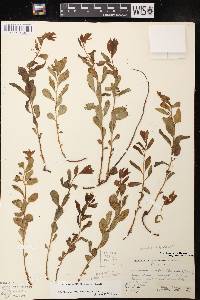 Geocaulon lividum image