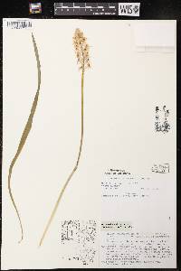 Camassia scilloides image