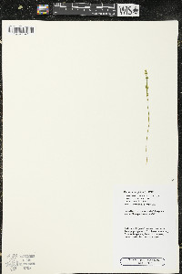 Bartonia virginica image