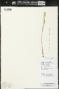 Bartonia virginica image