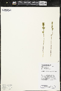 Bartonia virginica image