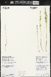 Bartonia virginica image