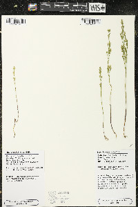 Bartonia virginica image