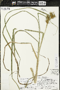 Carex lupuliformis image