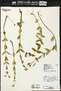 Rhexia virginica image