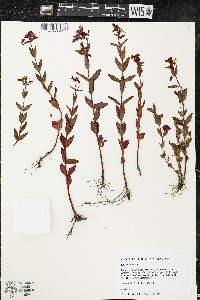 Rhexia virginica image