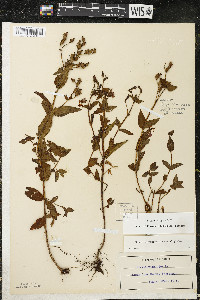 Rhexia virginica image