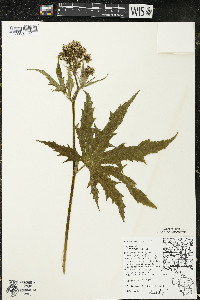 Napaea dioica image