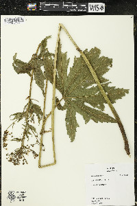 Napaea dioica image