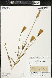 Gentianopsis virgata image