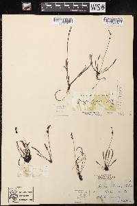 Drosera linearis image