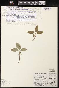 Trillium nivale image