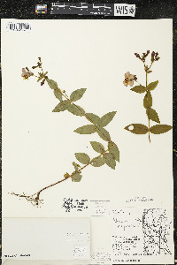 Rhexia virginica image