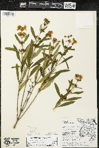 Hypericum prolificum image