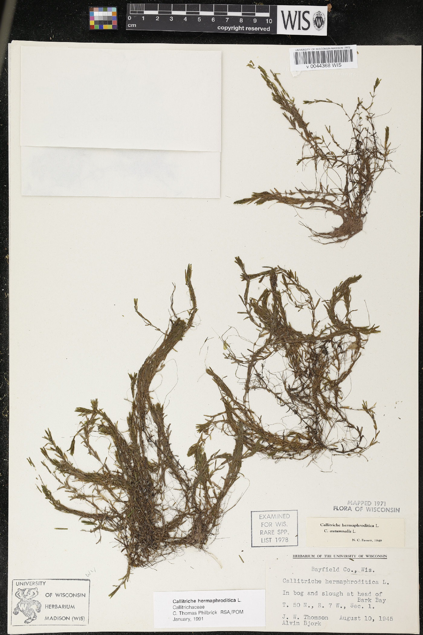 Callitriche hermaphroditica image