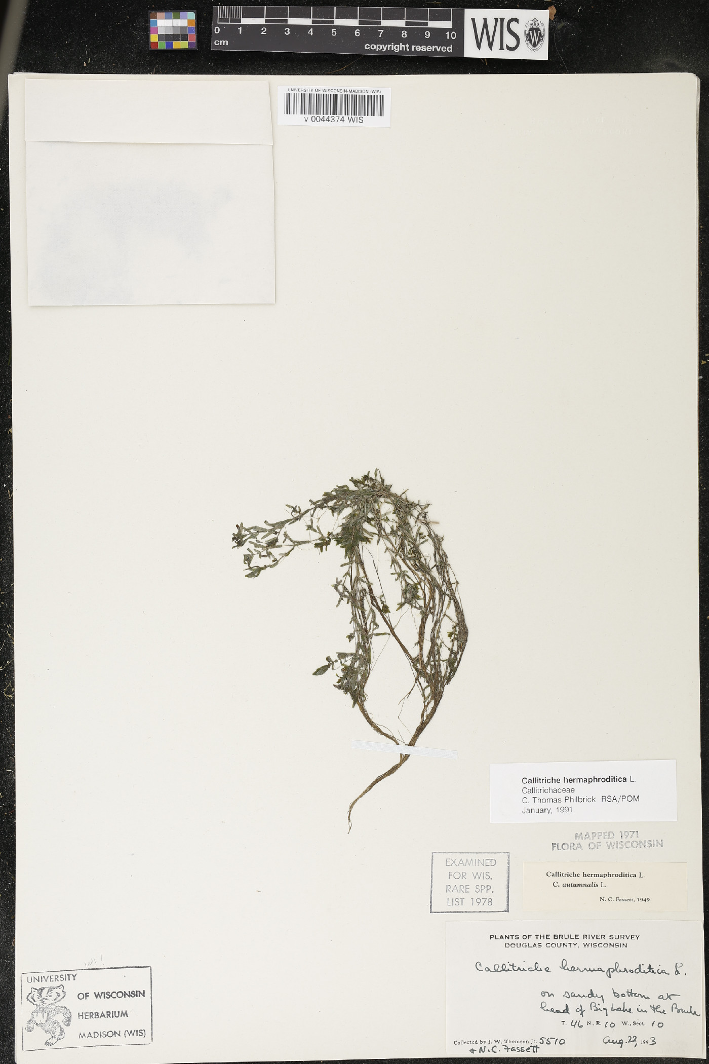 Callitriche hermaphroditica image