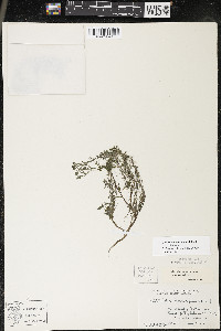 Callitriche hermaphroditica image