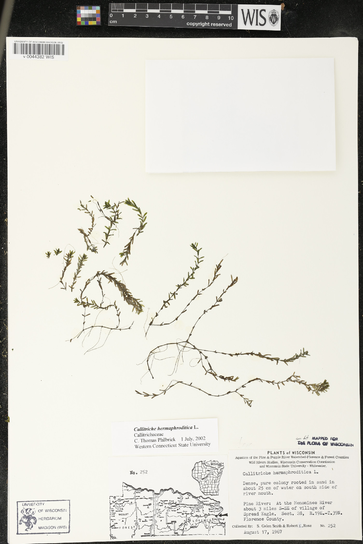 Callitriche hermaphroditica image