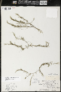 Callitriche heterophylla image