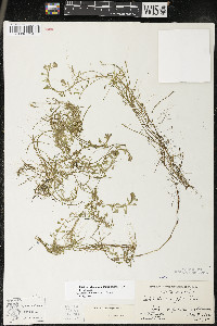 Callitriche heterophylla image